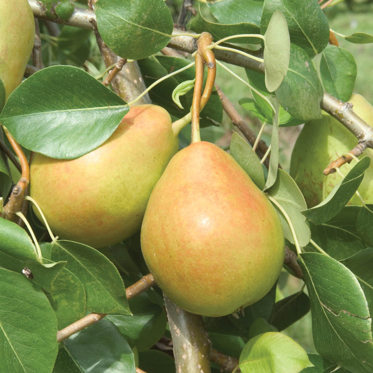 Crisp 'N Sweet Pear Dormant Bare Root Standard Starter Fruit Tree (1-Pack)