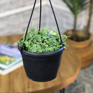 ALTMAN PLANTS 6 in. String of Turtles (Peperomia Prostrata) Live houseplant in Hanging Basket 0872805