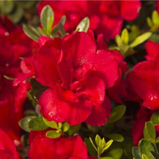 ENCORE AZALEA 1 Gal. Autumn Bonfire Shrub with Clear Red Reblooming Flowers 80371