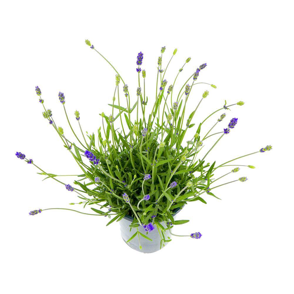 2.5 Qt. English Blue Perennial Lavender Angustifolia (2-Pack) 1083