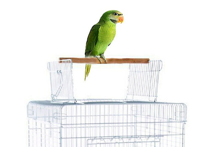 Large 57-Inch Open Square Play-Top Bird Parrot Cage with Removable Rolling Standing for Cockatiels Sun Conures Parakeets Conures Quaker Green Cheek