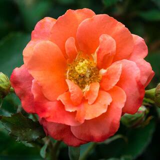 Spring Hill Nurseries Apricot Princess Shrub Rose Dormant Bare Root Starter Plant (1-Pack) 93598