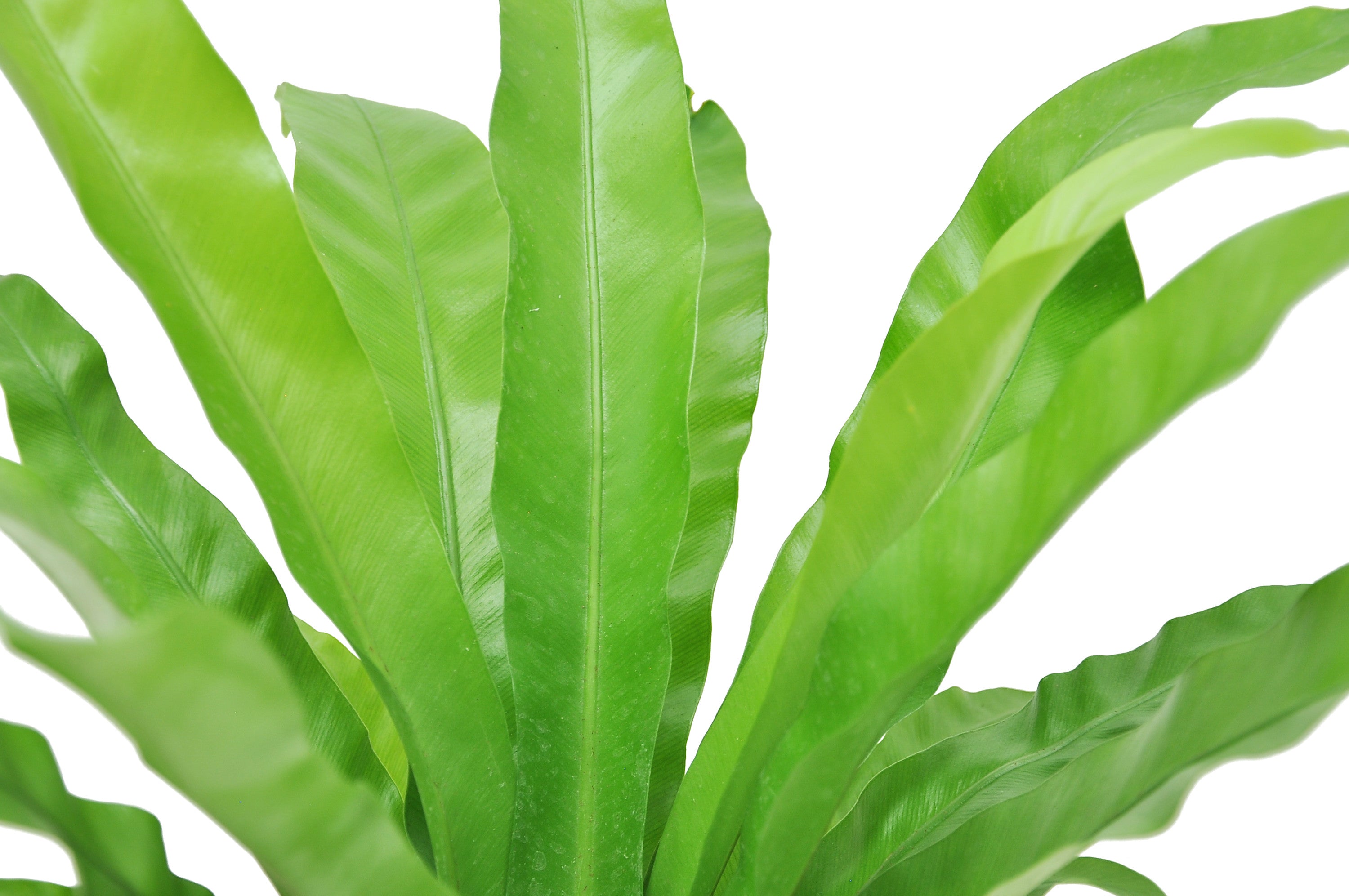 Costa Farms  Live Indoor 15in. Tall Green Bird's Nest Fern Macramé; Bright， Indirect Sunlight Plant in 6in. Décor Pot