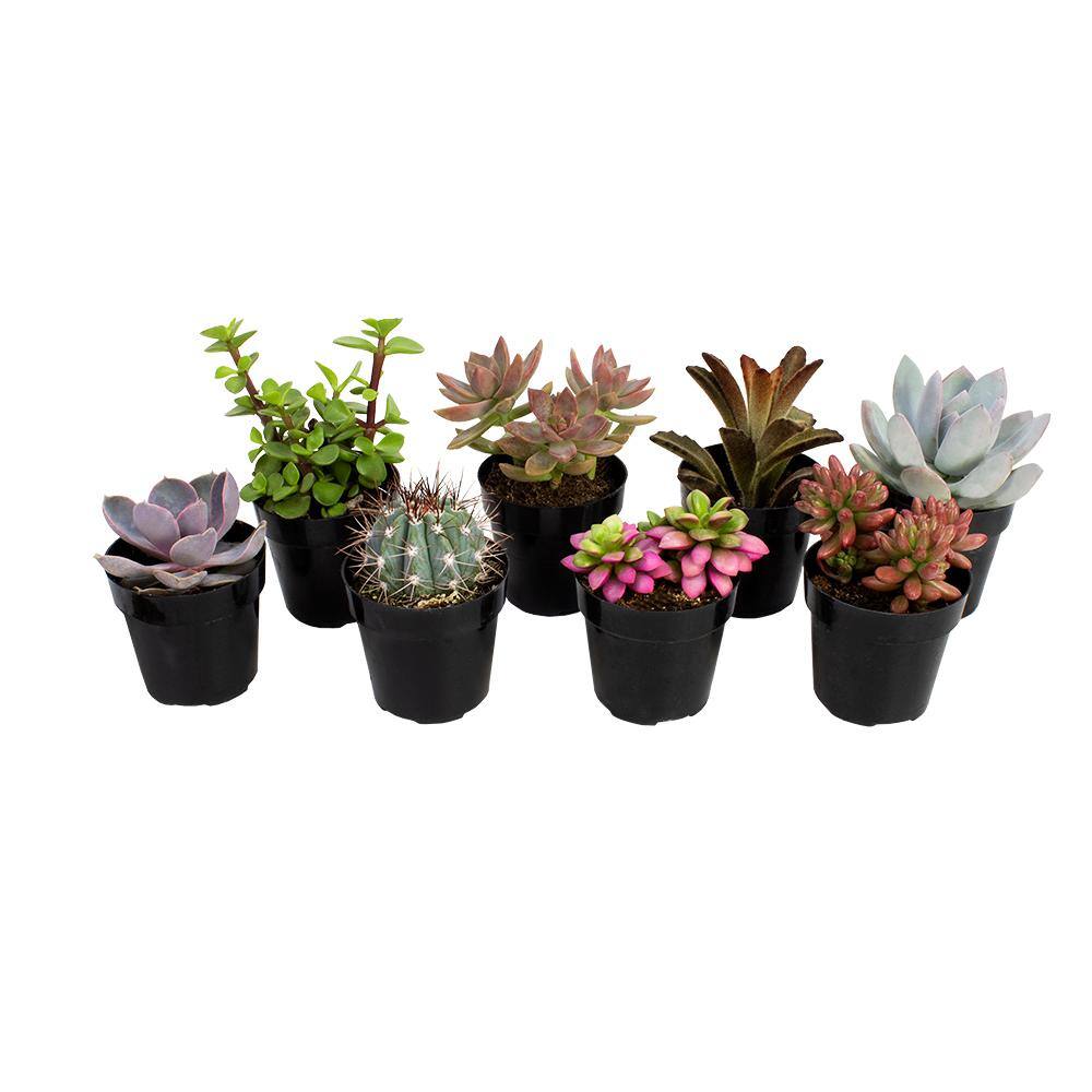 SMART PLANET 2.5 in. Assorted Succulents Plants (8-Pack) 0880056