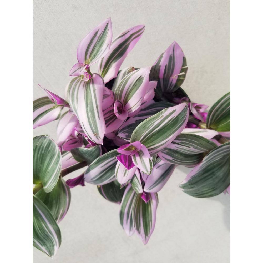 Wekiva Foliage Tradescantia Nanouk Wandering Jew - Live in a 4 Inch Pot - Tradescantia Albiflora - Rare and Elegant Indoor Houseplant TradescantiaNanoukWanderingJew4