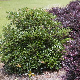 SOUTHERN LIVING 3 Gal. Bronze Beauty Cleyera - Live Compact Evergreen Shrub Glossy Foliage 55043