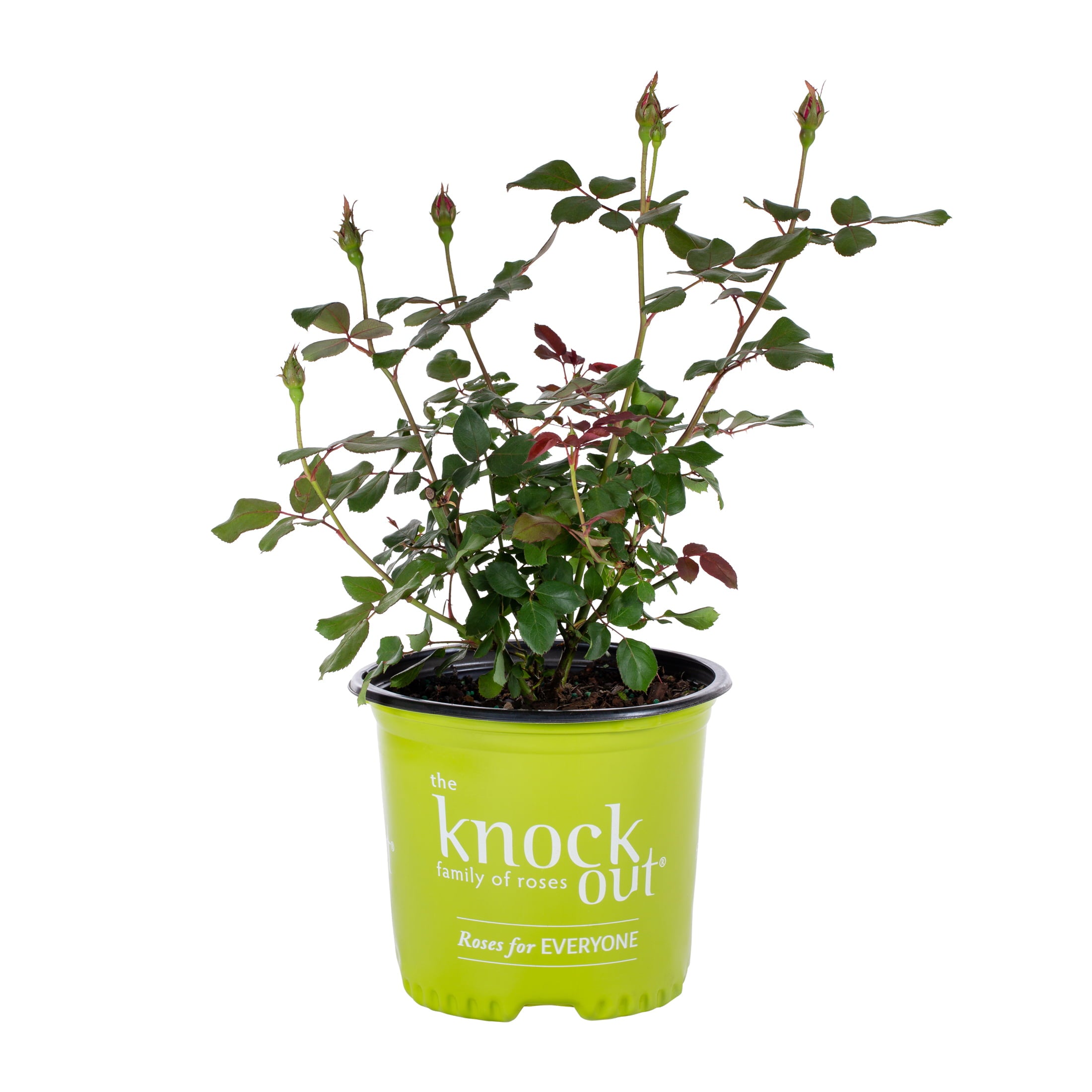 Red Double Knock Out Rose 1G Flowering Live Shrub (1-Pack) with Grower Pot