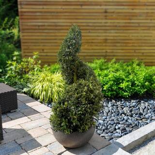 national PLANT NETWORK 3 Gal. Eugenia Spiral Topiary 36 in. HD1876