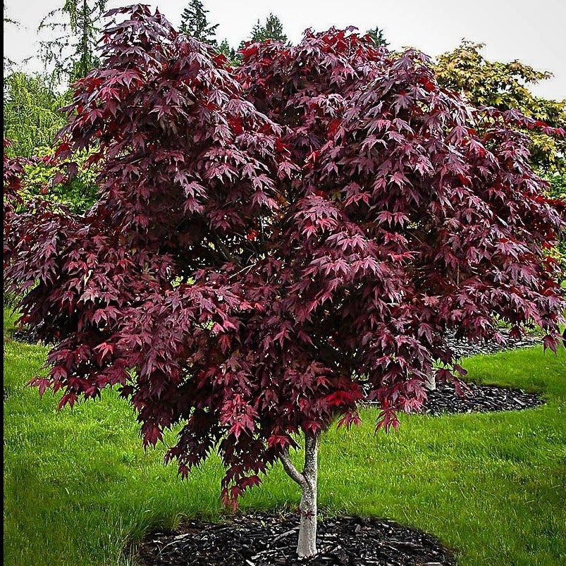 Purple Ghost Japanese Maple