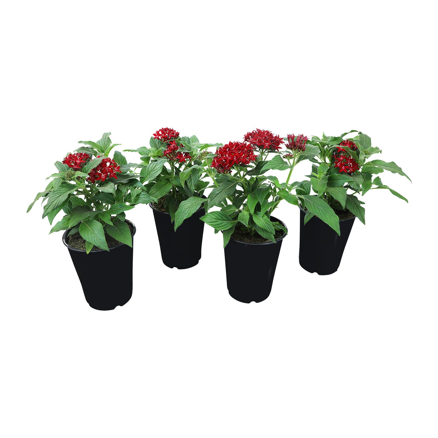 Altman Plants 4 in Pentas Red Plant Collection (4-Pack)