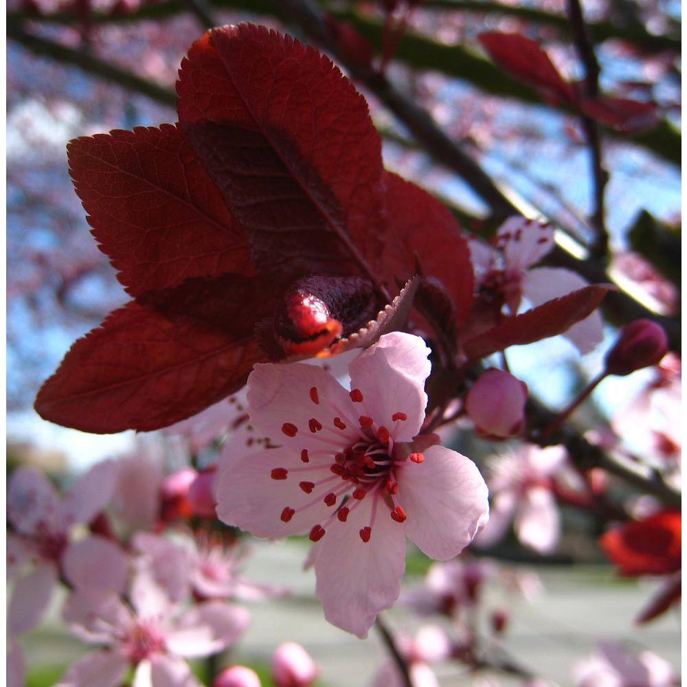 Online Orchards Thundercloud Flowering Plum Tree Bare Root FLPL001