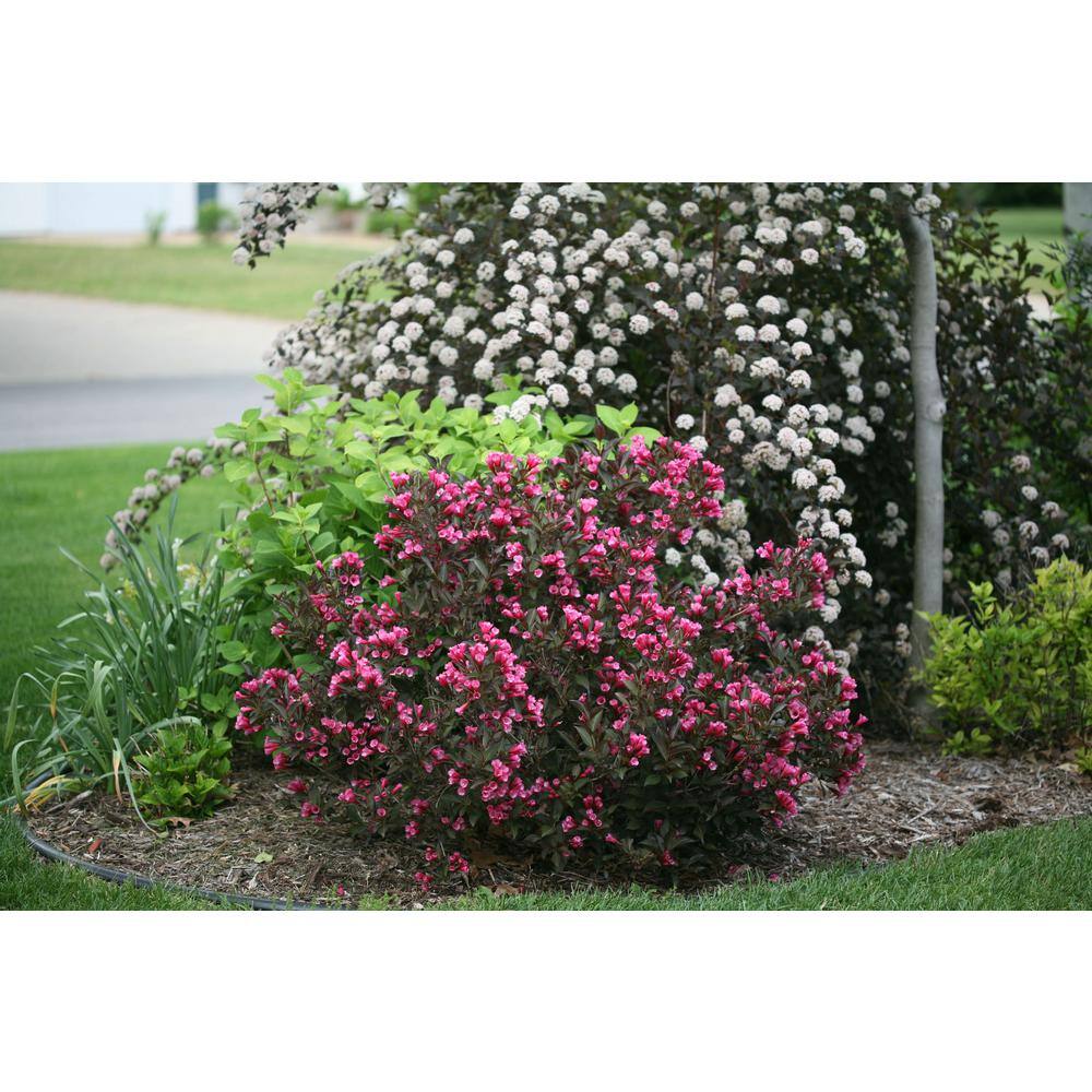 PROVEN WINNERS 2 Gal. Wine and Roses Weigela Shrub with Rosy-Pink Flowers and Dark Glossy Foliage 14711