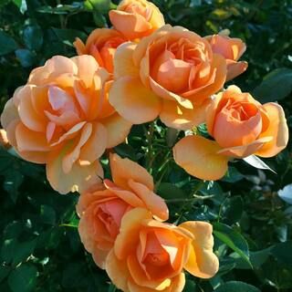 VAN ZYVERDEN Roses - South AfricaSunbelt (1 Root Stock) 83393