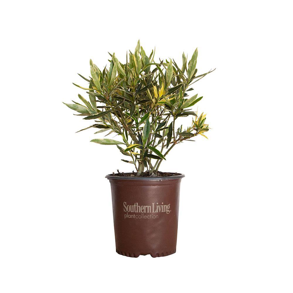 SOUTHERN LIVING 2 Gal. Twist of Pink Oleander Evergreen Shrub Green and White Variegated Foliage Pink Blooms 43502