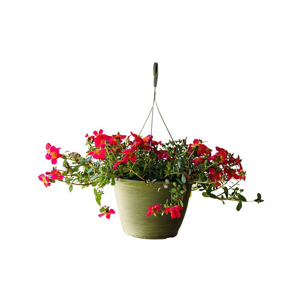 Vigoro 1.8 Gal. Purslane Plant Red Flowers in 11 In. Hanging Basket DC11HBPURSRED