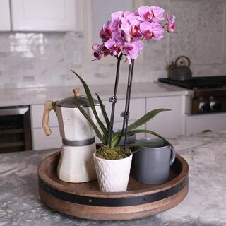 Just Add Ice Orchid (Phalaenopsis) Petite Pink Plant in 3 in. White Ceramic Pottery J5003