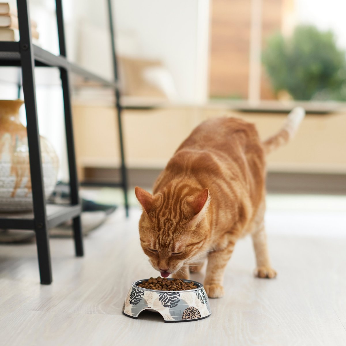 Frisco Animal Design Stainless Steel Dog and Cat Bowl