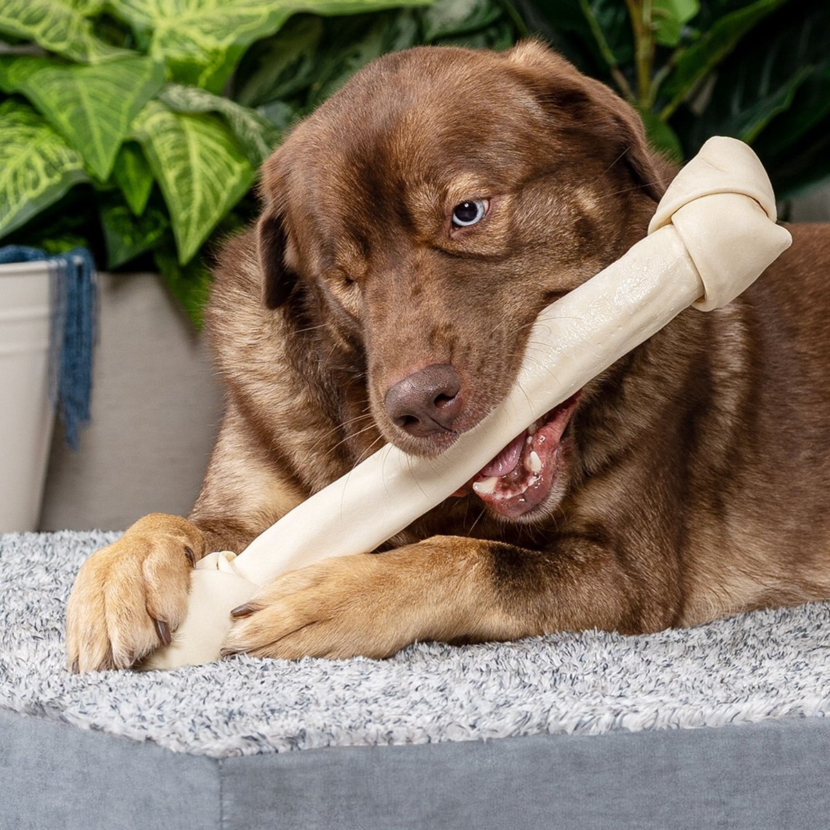 Pet Factory Beefhide 15 to 17-inch Knotted Bone Natural Flavored Chewy Dog Treat， 1 count