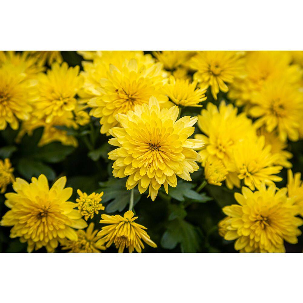 BELL NURSERY 6 in. Mum Yellow Live Annual Plant (2-Pack) CHMUM6YEL2PK