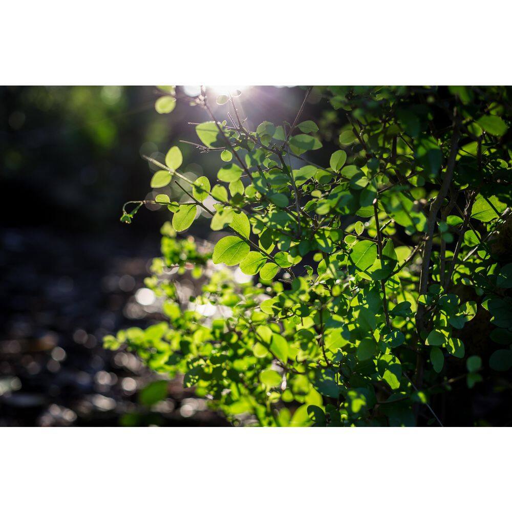 BELL NURSERY 3 Gal. California Privet (Ligustrum) Flowering Live Shrub with White Flowers LIGUS3OVA1PK