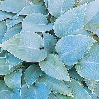 METROLINA GREENHOUSES #5 1 Qt. Halcyon Blue Hosta Plant 629