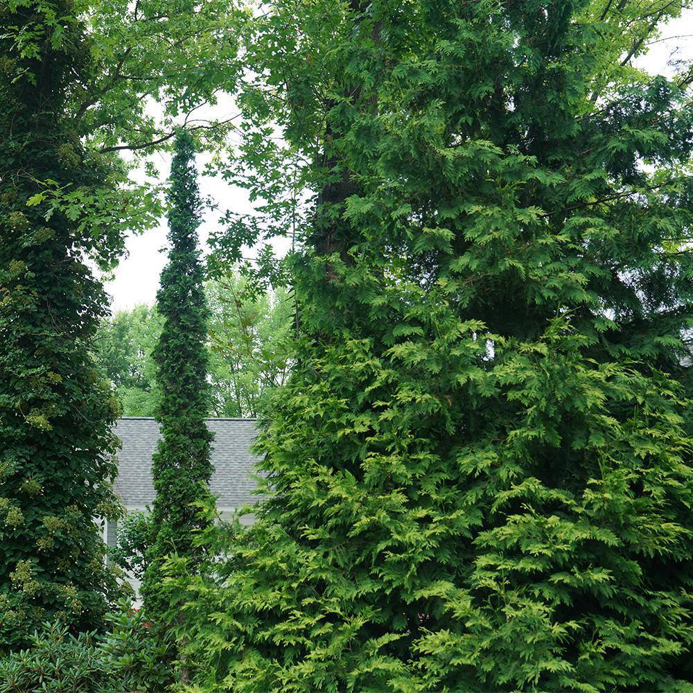 PROVEN WINNERS 2 Gal. Arborvitae Sting Evergreen Shrub 17540