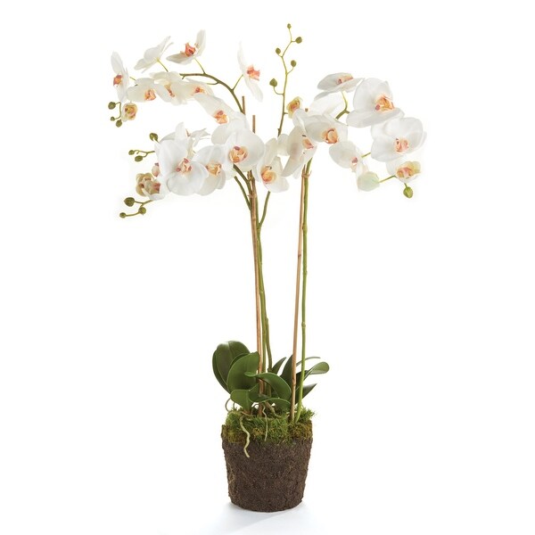 Phalaenopsis Orchid DropIn 31