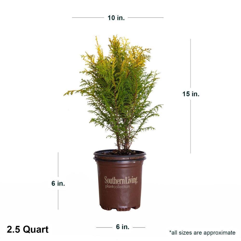 SOUTHERN LIVING 2.5 qt. Night Light Chamecypris (False Cypress) Evergreen Shrub with Bright Yellow and Green Foliage 0858Q