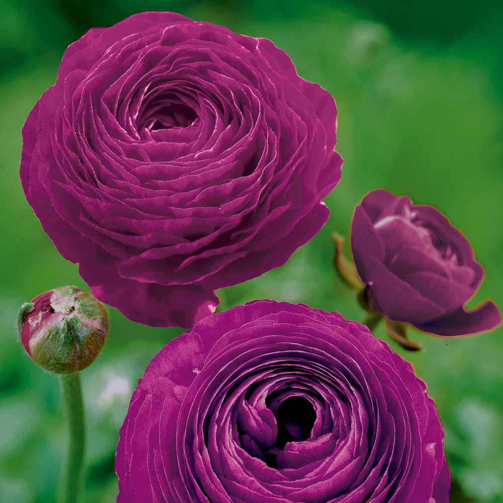 10 RANUNCULUS PURPLE SHADES BULBS