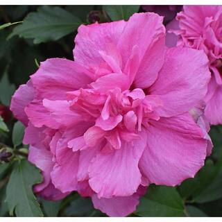 Online Orchards 1 Gal. Lucy Rose of Sharon Hibiscus Shrub Unique Ruffled Pink Flowers Among the Toughest Flowering Shrubs SBHB003