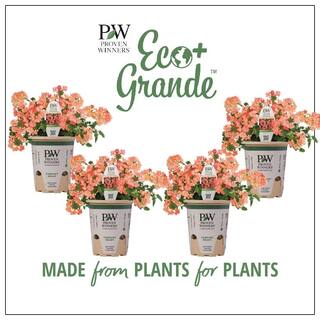 PROVEN WINNERS 4.25 in. Eco+Grande Superbena Royale Peachy Keen (Verbena) Live Plant Peach-Orange Flowers (4-Pack) BENPRW1147504