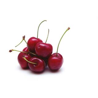 Online Orchards Lapins Cherry Tree - Self Pollinating Delicious Dark-Red Sweet Cherries (Bare-Root 3 ft. to 4 ft. Tall 2-Years Old) FTCH007