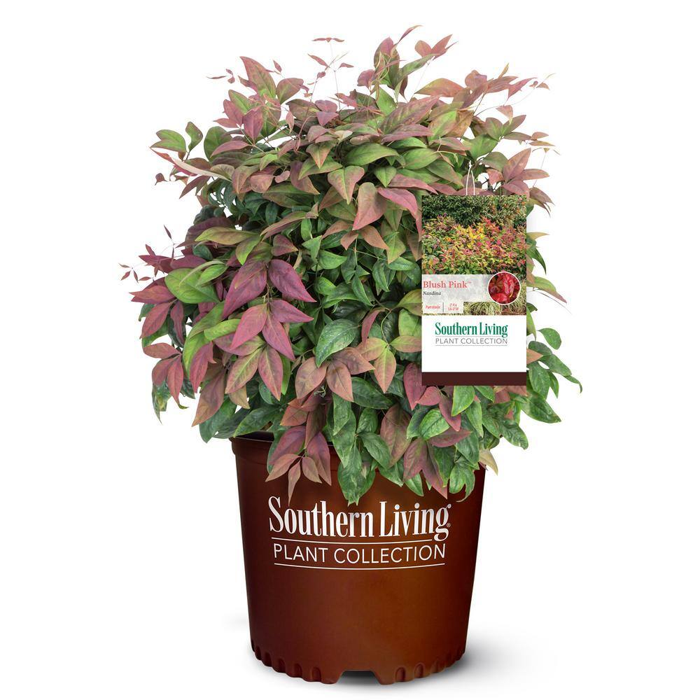Southern Living 2 Gal. Nandina Blush Pink Shrub with Pink and Red Foliage 14394