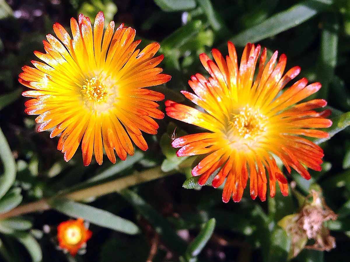 Orange Wonder Ice Plant - Perennial - Delosperma - Live Plant - Quart Pot