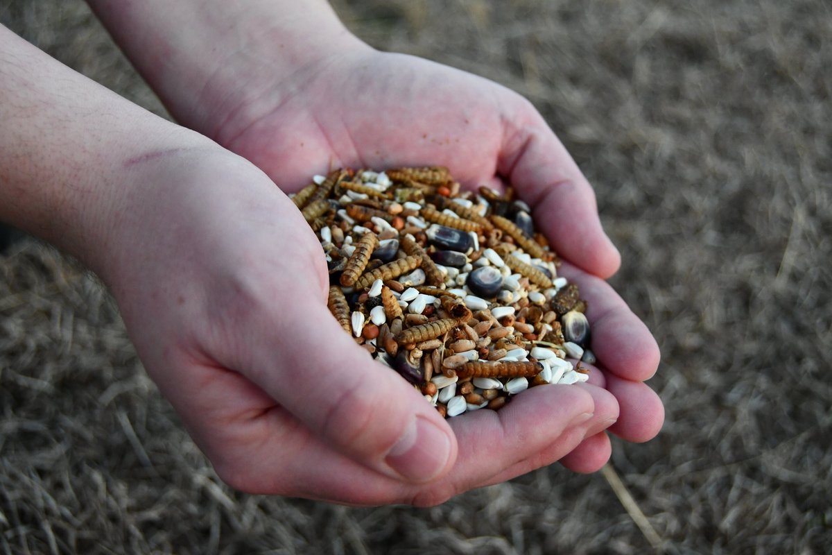 Little Farmer Products Red White and BUGS! Black Soldier Fly Grubs， Blue Corn， Safflower Mix Chicken Treats