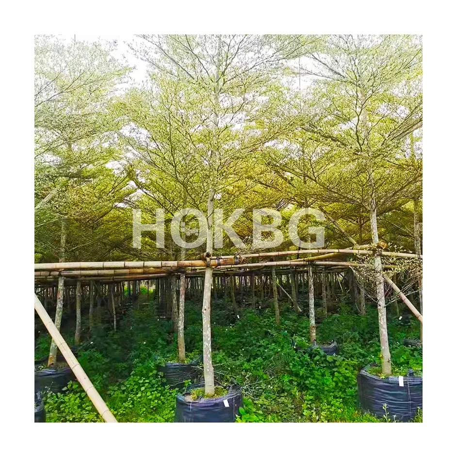 HOKBG  20 45 75 100  200 1000 4000 Litre Durable PP Woven Planting bag vegetable flower fruit tree sapling  nursery grow bag