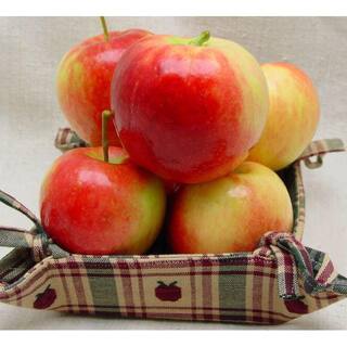 Online Orchards 3 ft. Prairie Spy Apple Tree with Cold Hardy Capabilities Without Losing and Quality of Flavor FTAP213