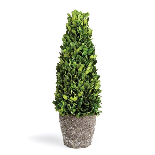 Boxwood Cone Topiary DropIn 16