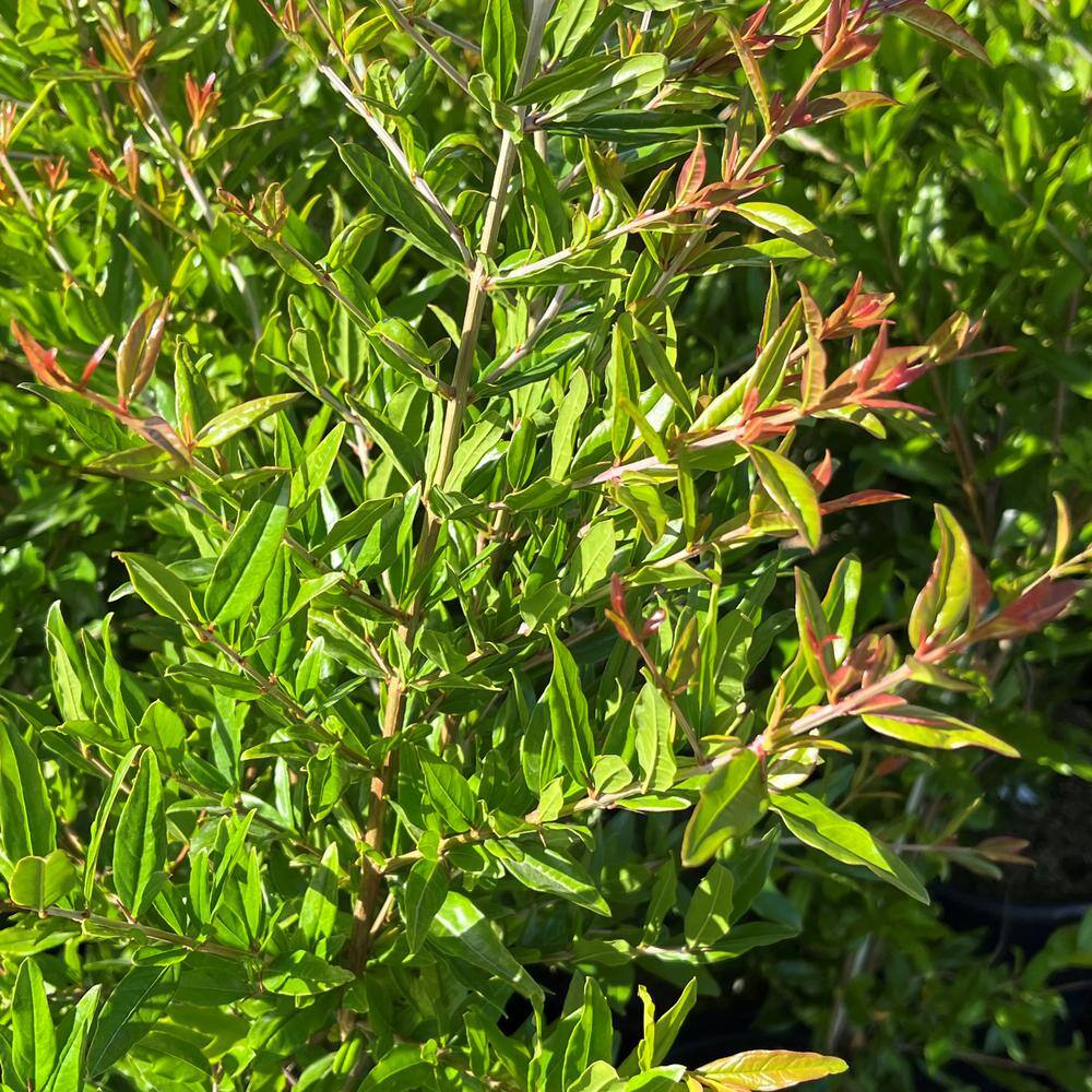 Alder  Oak #5 Container Parfianka Deciduous Pomegranate Tree POPA05