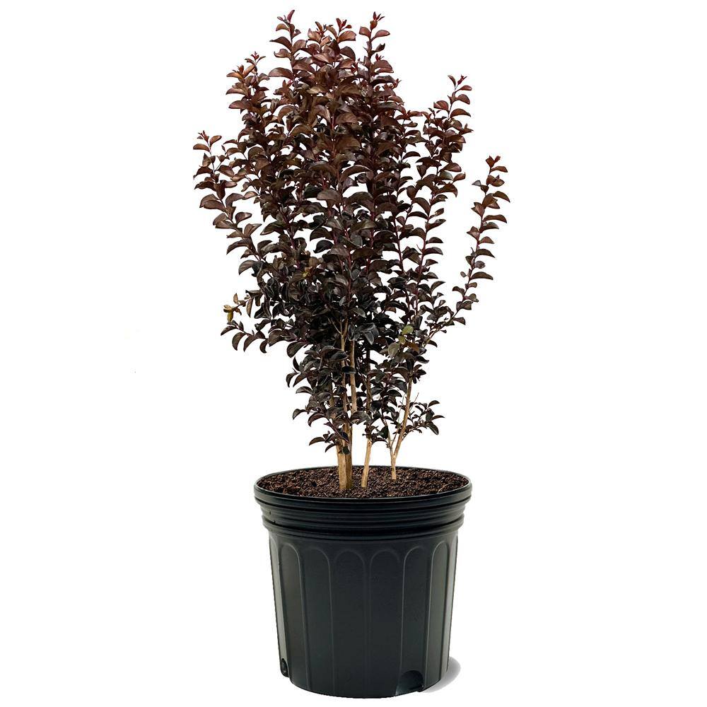 BLACK DIAMOND Purely Purple Crape Myrtle Dark Leaf Purple Flowering Ornamental Tree CRMBPP07G