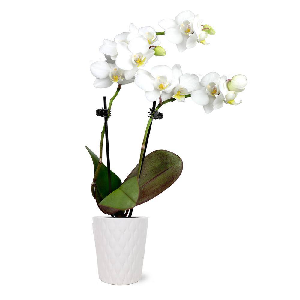 Just Add Ice Orchid (Phalaenopsis) Mini White with Yellow Throat Plant in 2-12 in. White Ceramic Pottery J5001