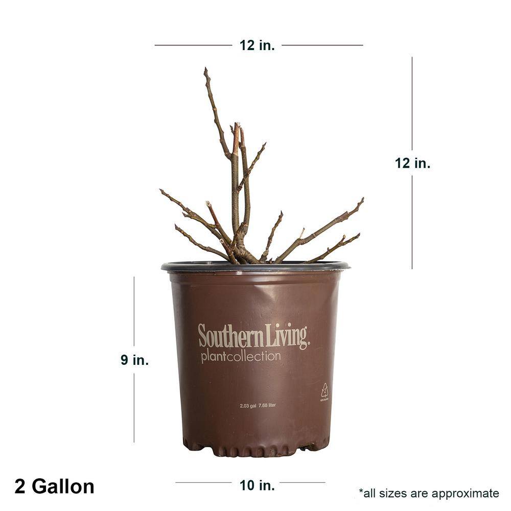 SOUTHERN LIVING 2 Gal. Little Miss Figgy Dwarf Fig Shrub with Deliciously Sweet Spring and Fall Fruits 20482