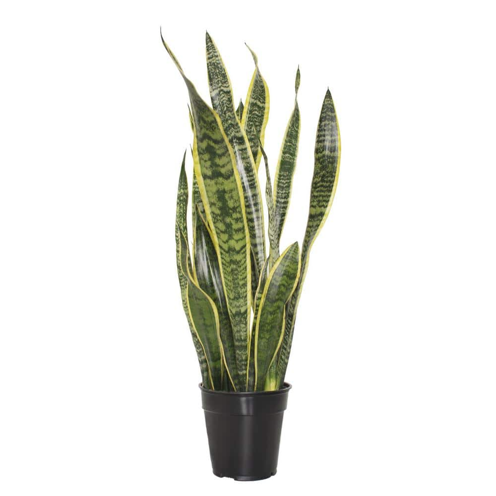 national PLANT NETWORK 6 in. Sanseveria Laurentii Snake Plant in 7 in. Semi Matte Cream Hyde Container HD4701