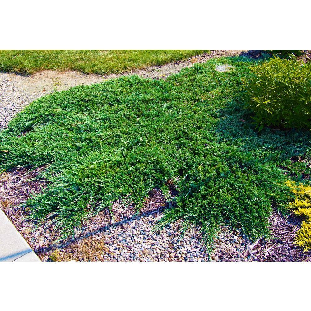 Online Orchards 1 Gal. Broadmoor Juniper Shrub Excellent Evergreen Ground Cover with Graceful Spreading Foliage Drought Tolerant CFJP004