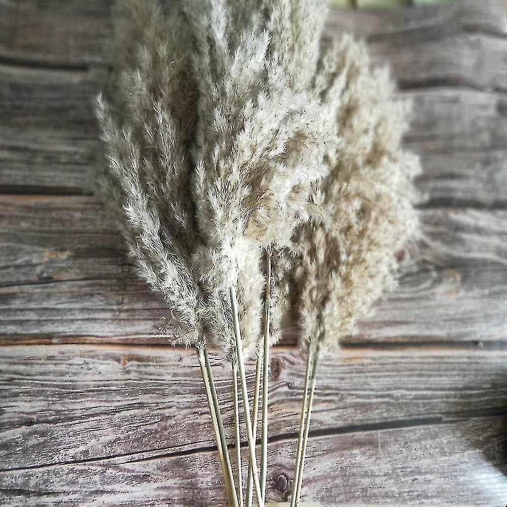 20 Pcs Pampas Grass Large， 55cm  Tall Of Natural Dried Artificial Pampas Grass Decor