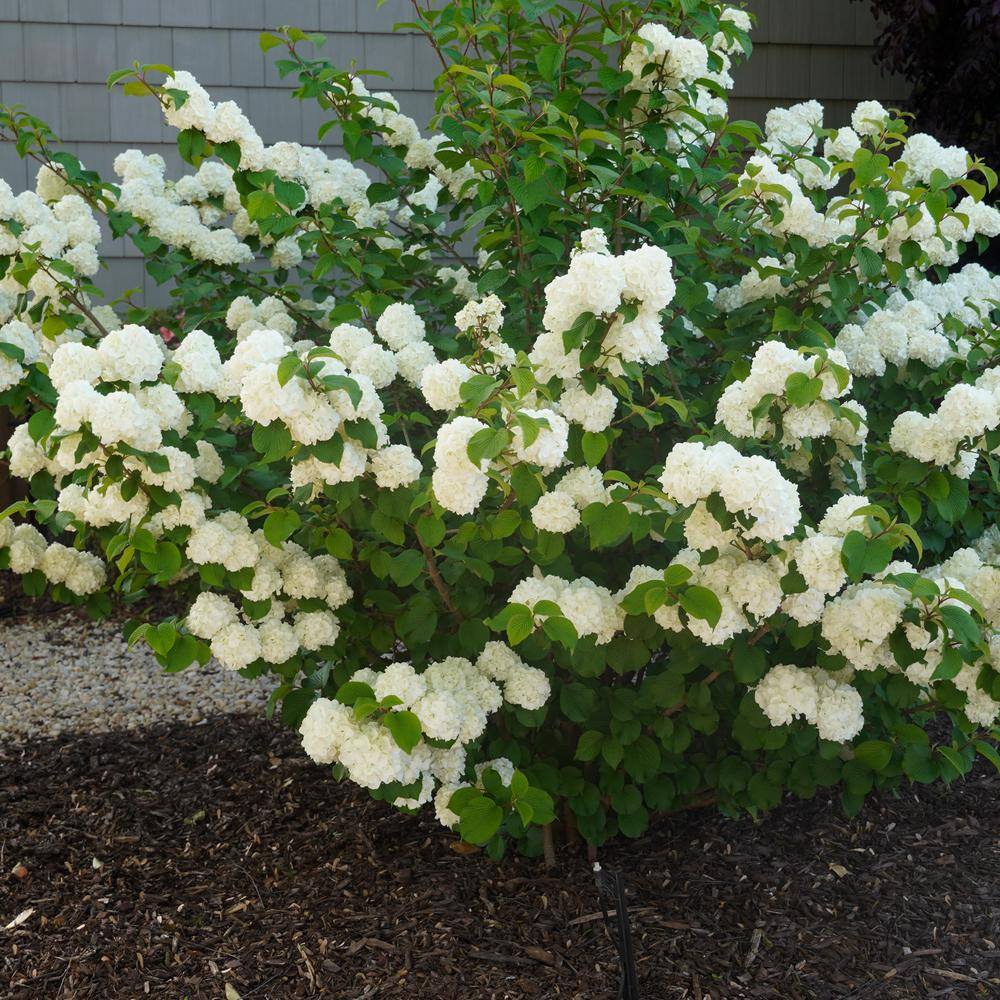 FIRST EDITIONS 2 Gal. Opening Day Doublefile Viburnum Live Shrub with Bright White Flowers 17542