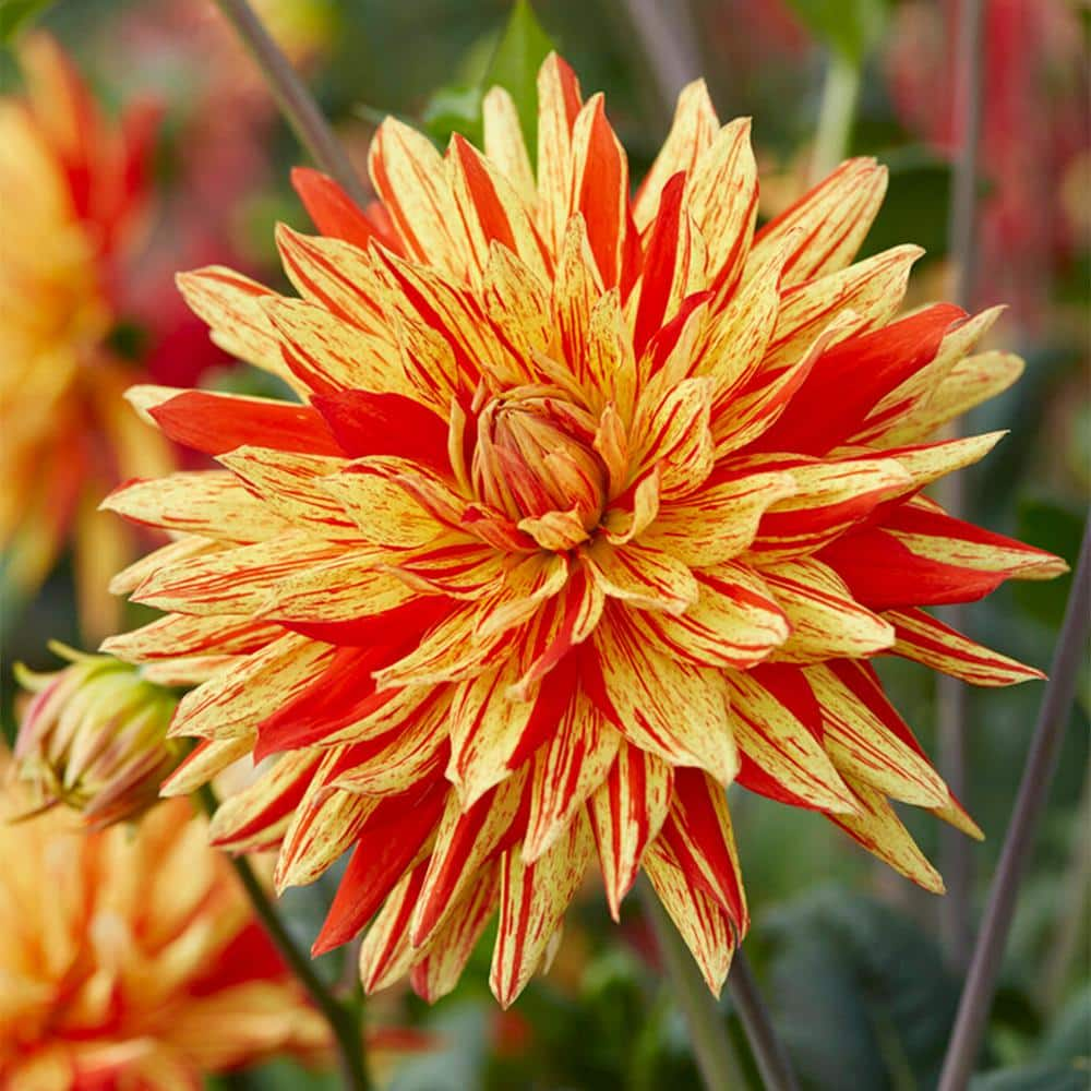 Vigoro Striped Vulcan Semi Cactus Dinnerplate Dahlia Flower Bulbs Bare Roots (Bag of 4) ECS-203-04-02