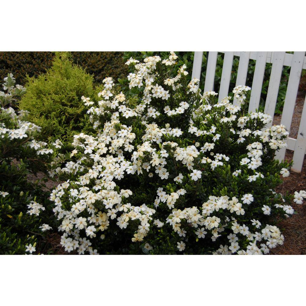 Vigoro 2 Gal. Echo Heaven Scent Gardenia Live Evergreen Shrub Boxwood-Like Dense Small Leaves White Fragrant Blooms 11013