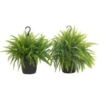 Costa Farms Boston Fern IndoorOutdoor Plant in 10 in. Grower Pot Avg. Shipping Height 1-2 ft. Tall (2-Pack) CO.BF10.PK2