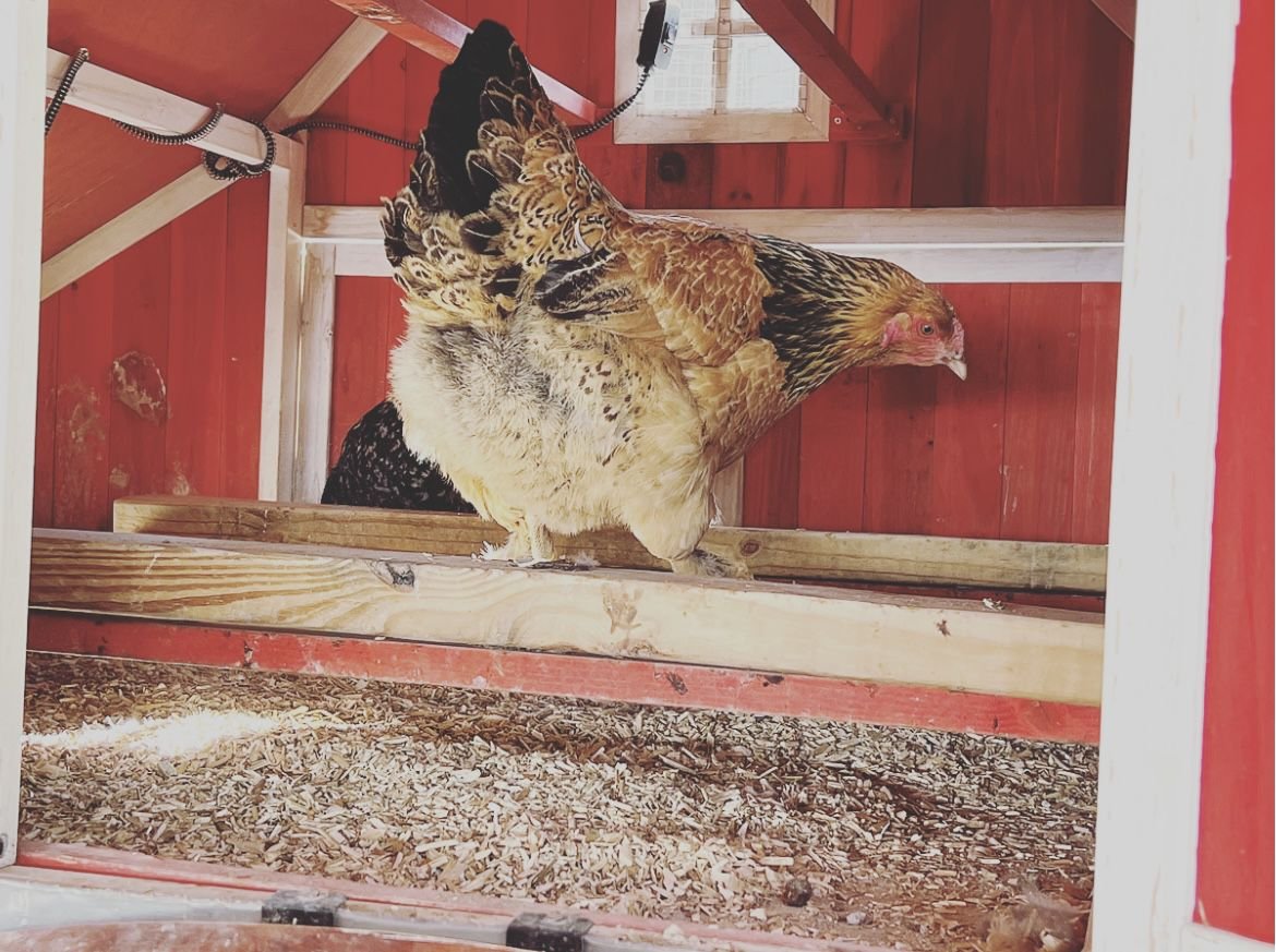 My Favorite Chicken Hemp Chicken Coop Bedding， 33-lb bag